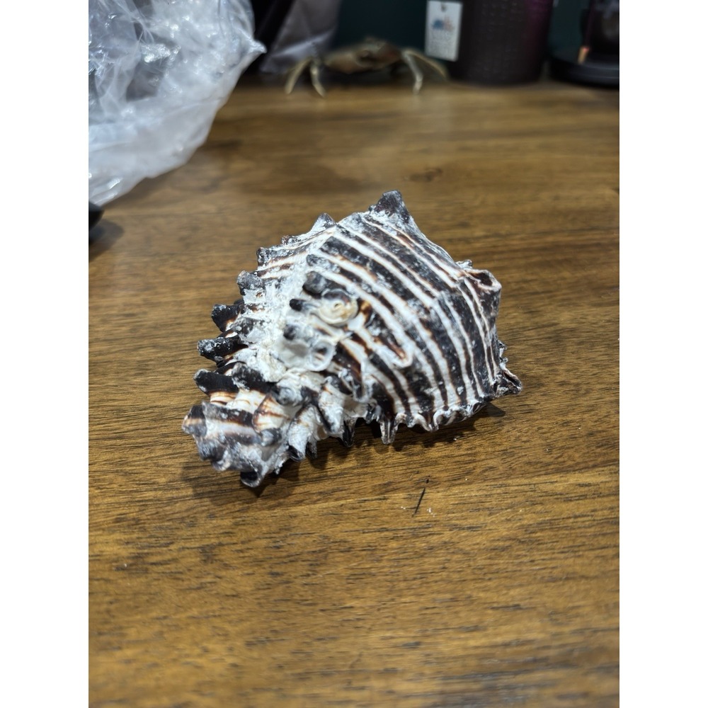 Hexaplex Shell Shellfish Murex Seashell Sea Collectibles Decor Beach Ocean Large